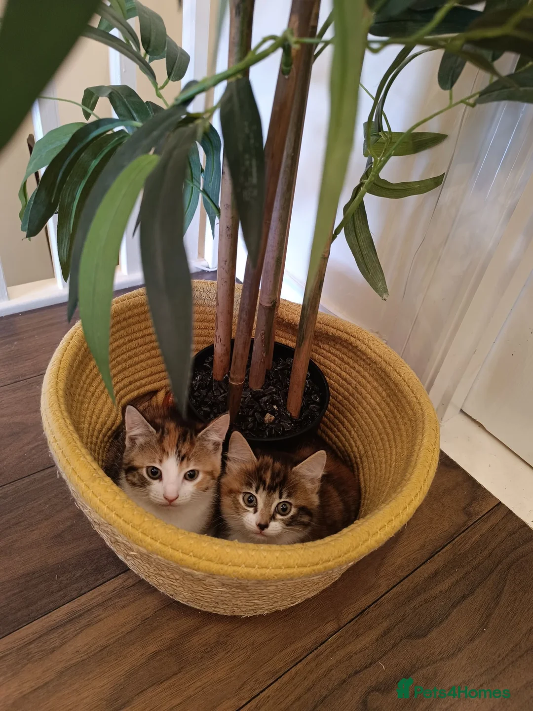 Mixed Breed cats for sale: 2 female kittens for sale - Advert 1