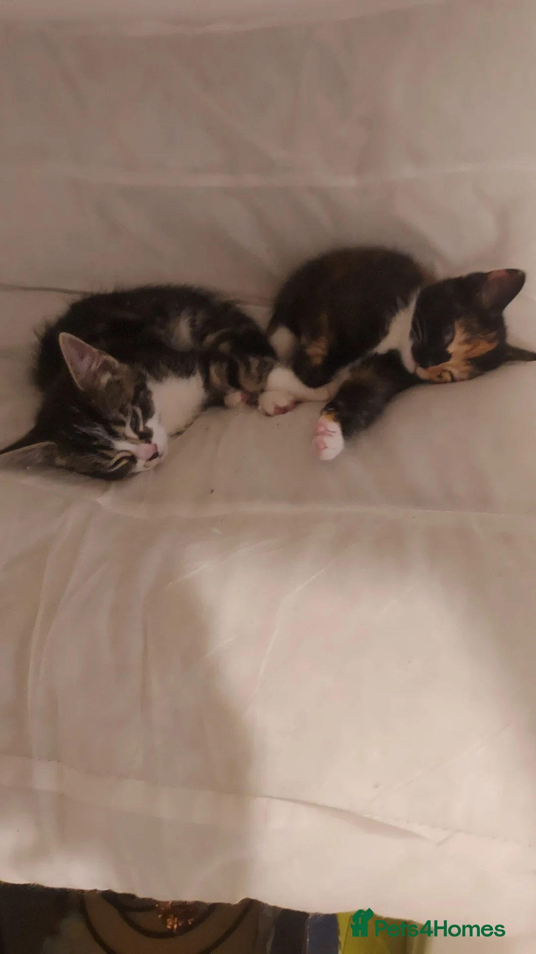 Mixed Breed cats for sale: Kitten beautiful colours =D - Advert 2