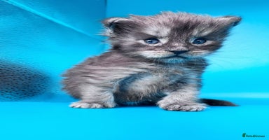Maine Coon cats - Advert 6