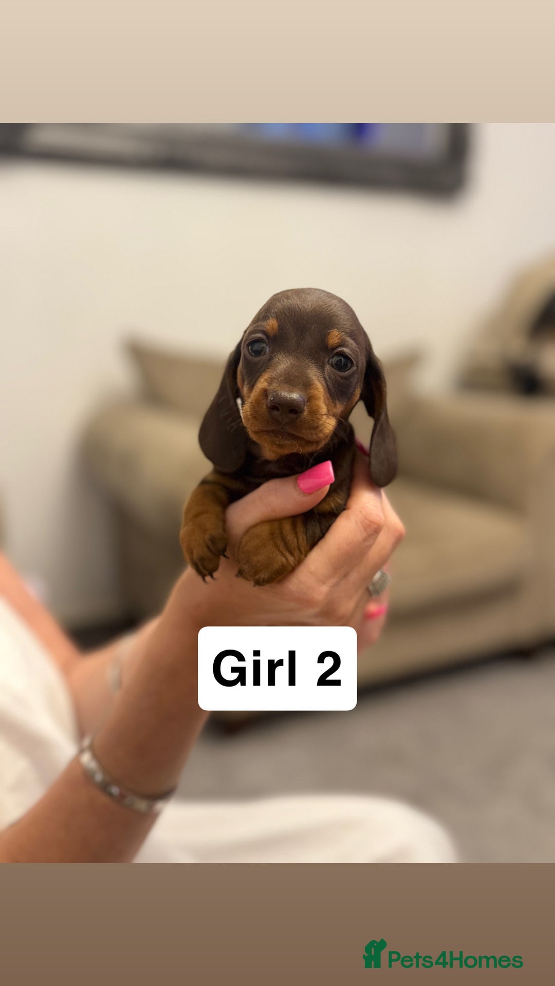 Miniature Dachshund dogs for sale: Stunning baby mini dachshunds  - Image 30