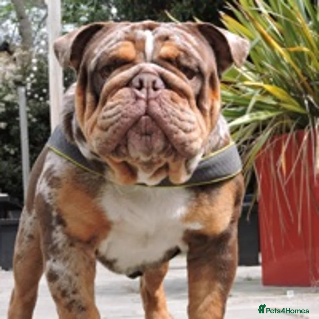 English Bulldog dogs for stud: 💙🍫FRANK🍫💙 in Southampton - Advert 2