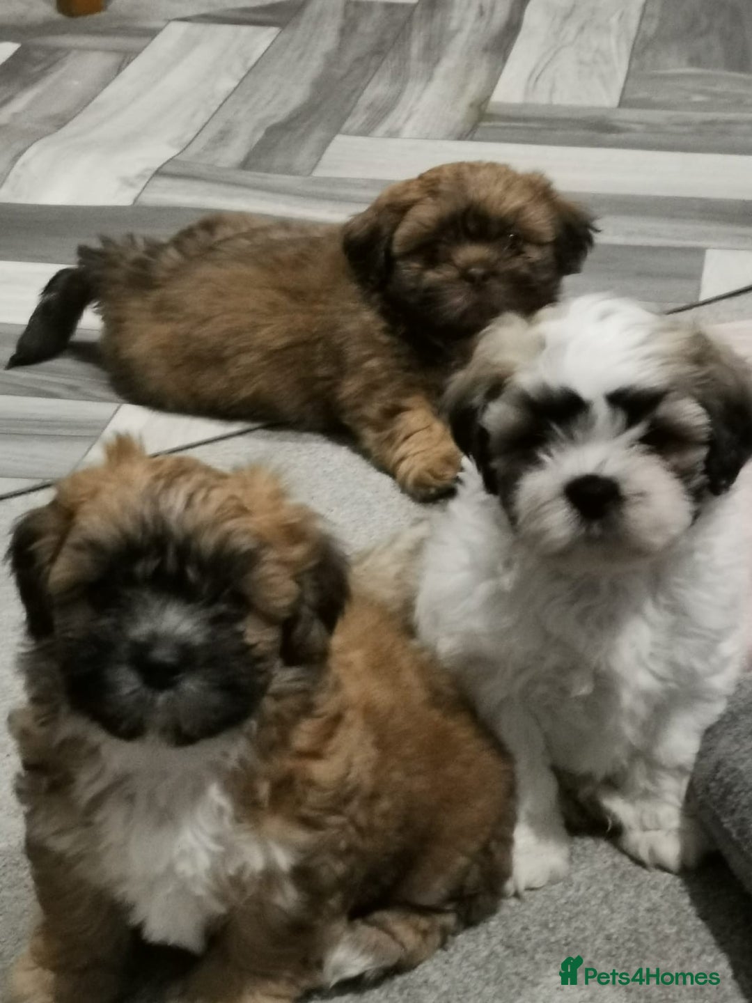 Shih Tzu dogs for stud: Kc Registered Shih Tzu for stud in Bournemouth - Advert 18