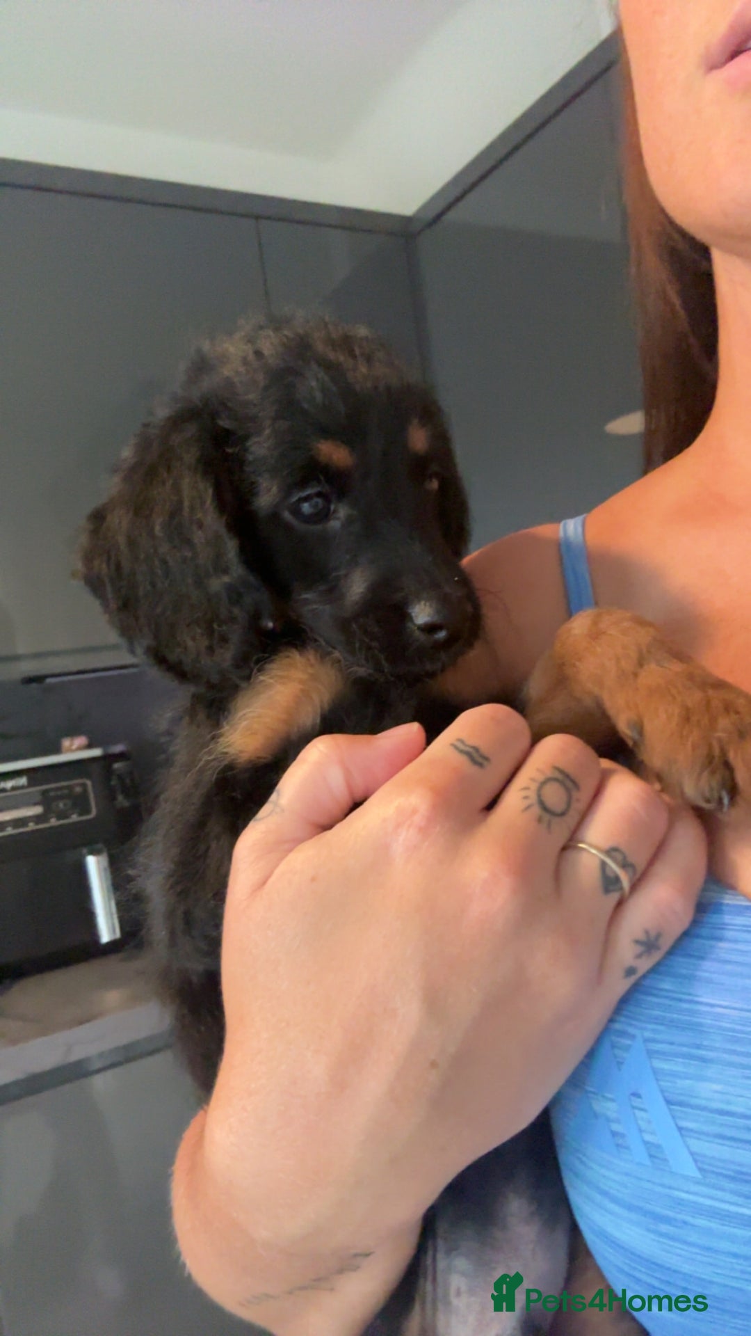 Labradoodle dogs for sale: F1B Minature Labradoodle - Image 4
