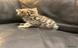 Mixed Breed cats for sale: 4 Persian chinchilla mix breed kittens  - Image 11