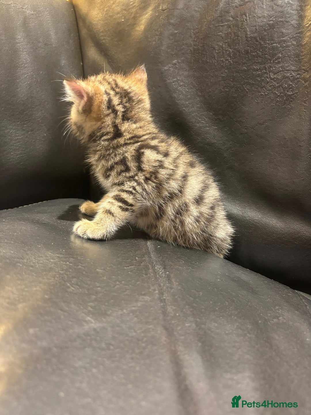 Mixed Breed cats for sale: 4 Persian chinchilla mix breed kittens  - Image 11