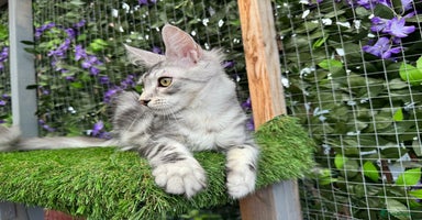 Maine Coon cats - Advert 9