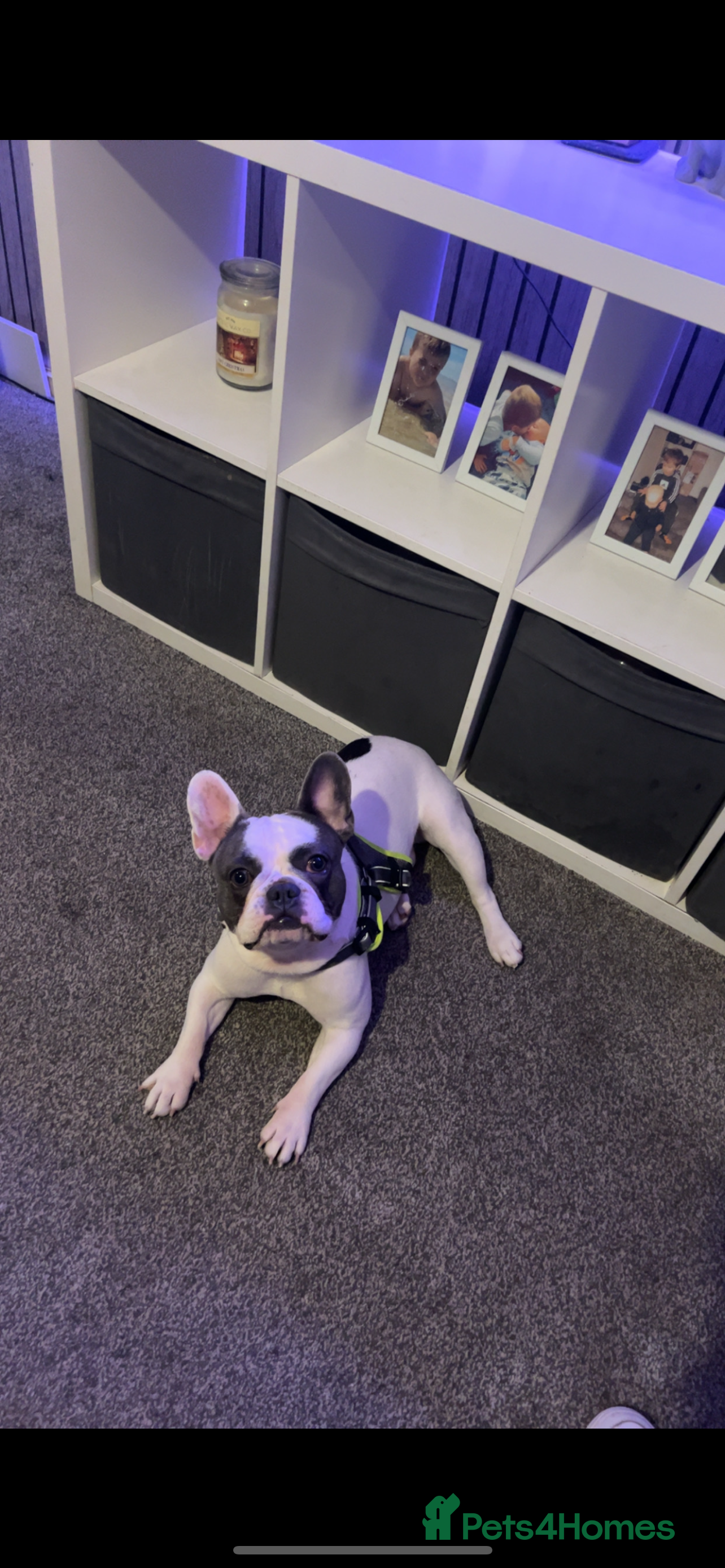 French Bulldog dogs Looking to rehome my beautiful reggie - Advert 7