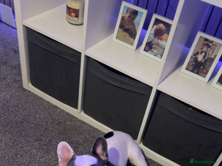 French Bulldog dogs Looking to rehome my beautiful reggie - Advert 1