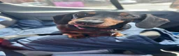 Miniature Dachshund dogs for sale: KC REG Miniature Smooth Short Haired Dachshunds - Advert 2