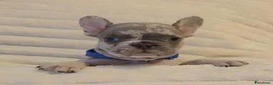 French Bulldog 2