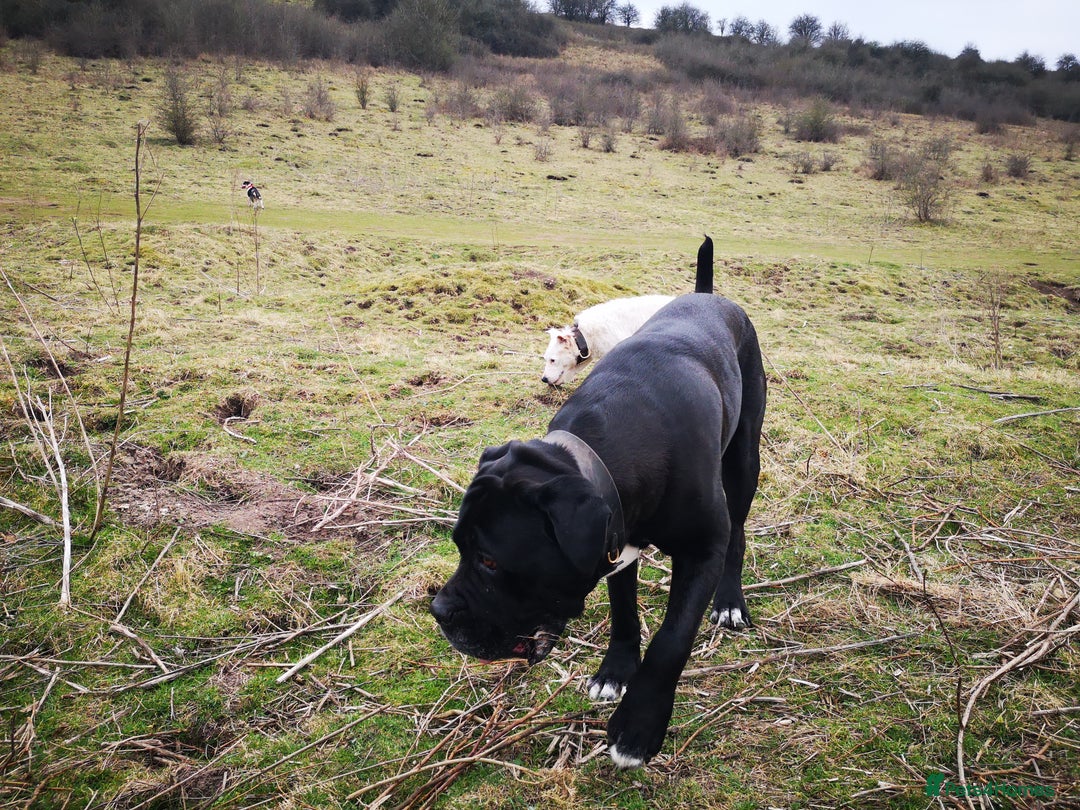 Mixed Breed dogs for sale: Olde english bulldogge x cane corso puppies  - Advert 22