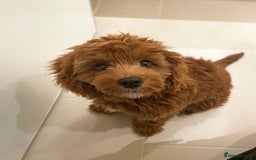 Cavapoo dogs for sale: Beatiful Cavoodle Puppy  - Image 3