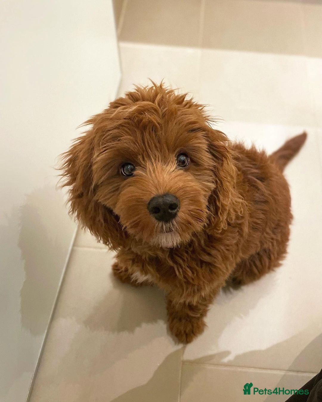 Cavapoo dogs for sale: Beatiful Cavoodle Puppy  - Image 3