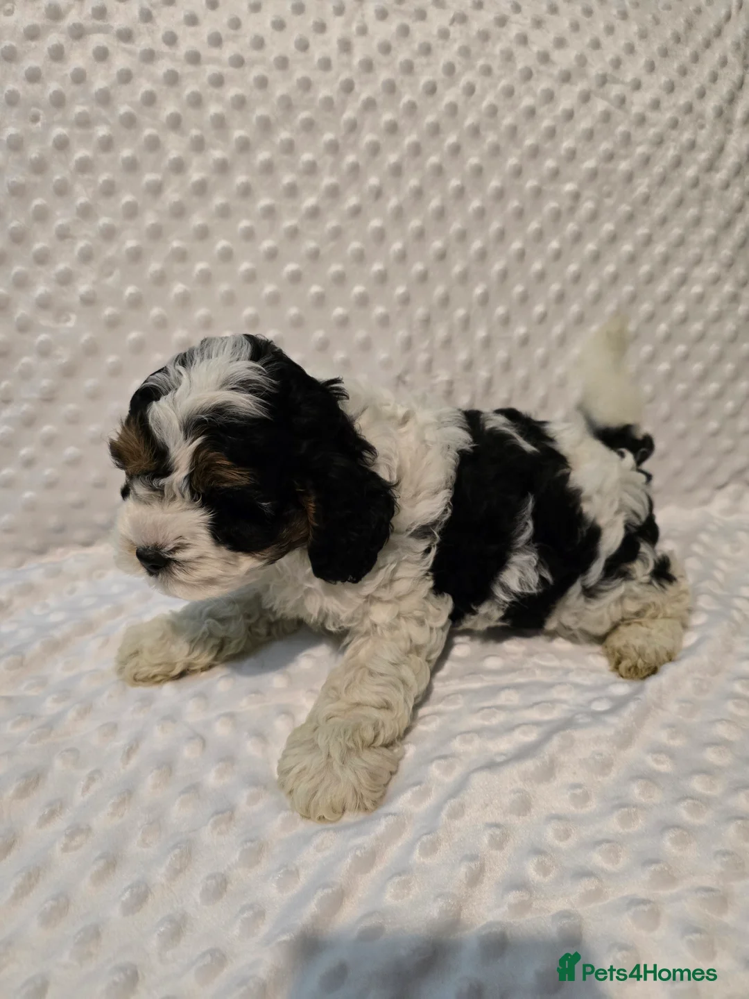 Cockapoo dogs for sale: Cockapoo puppies ready now - Advert 5