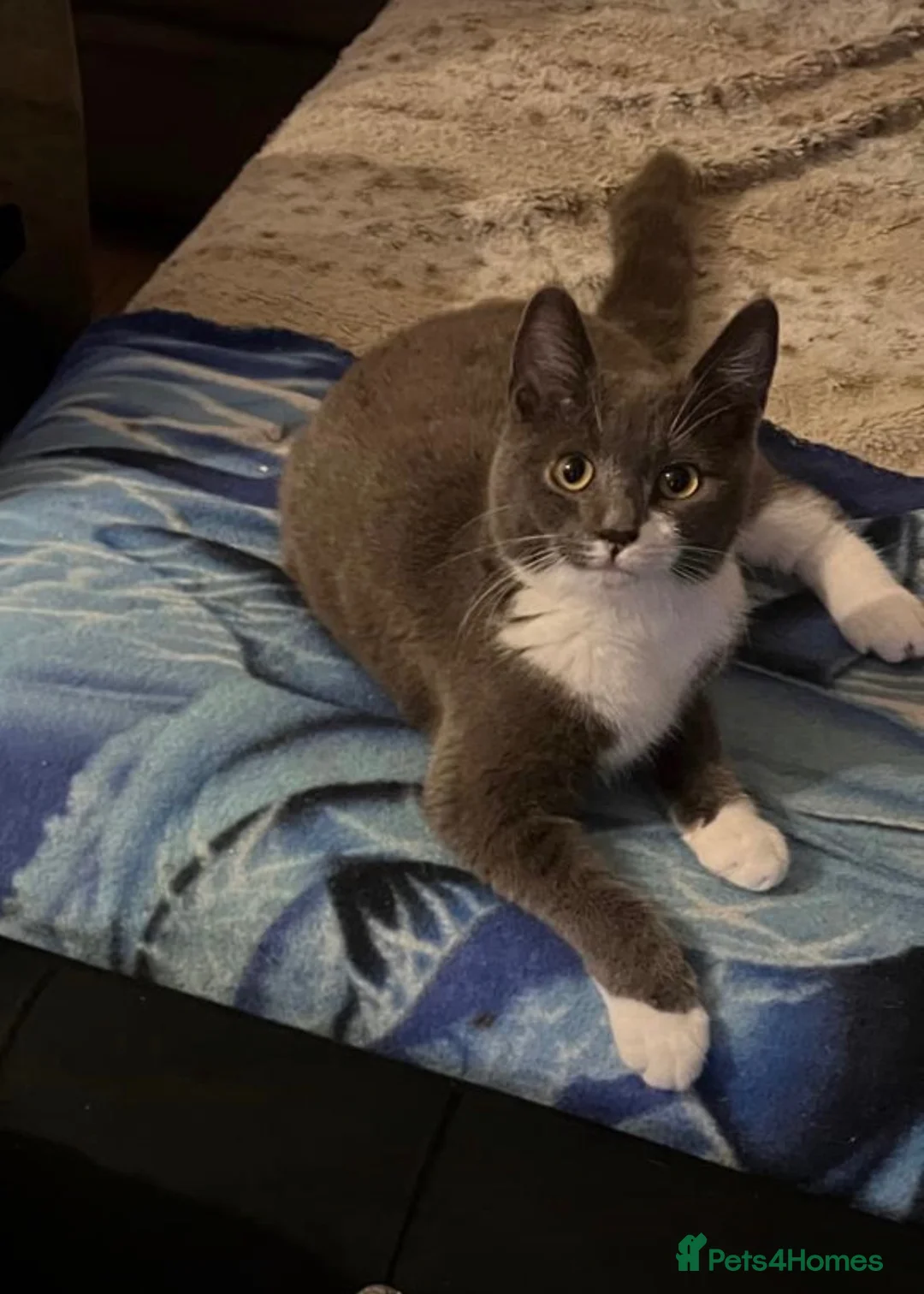 Russian Blue cats for sale: Kitten  - Advert 1