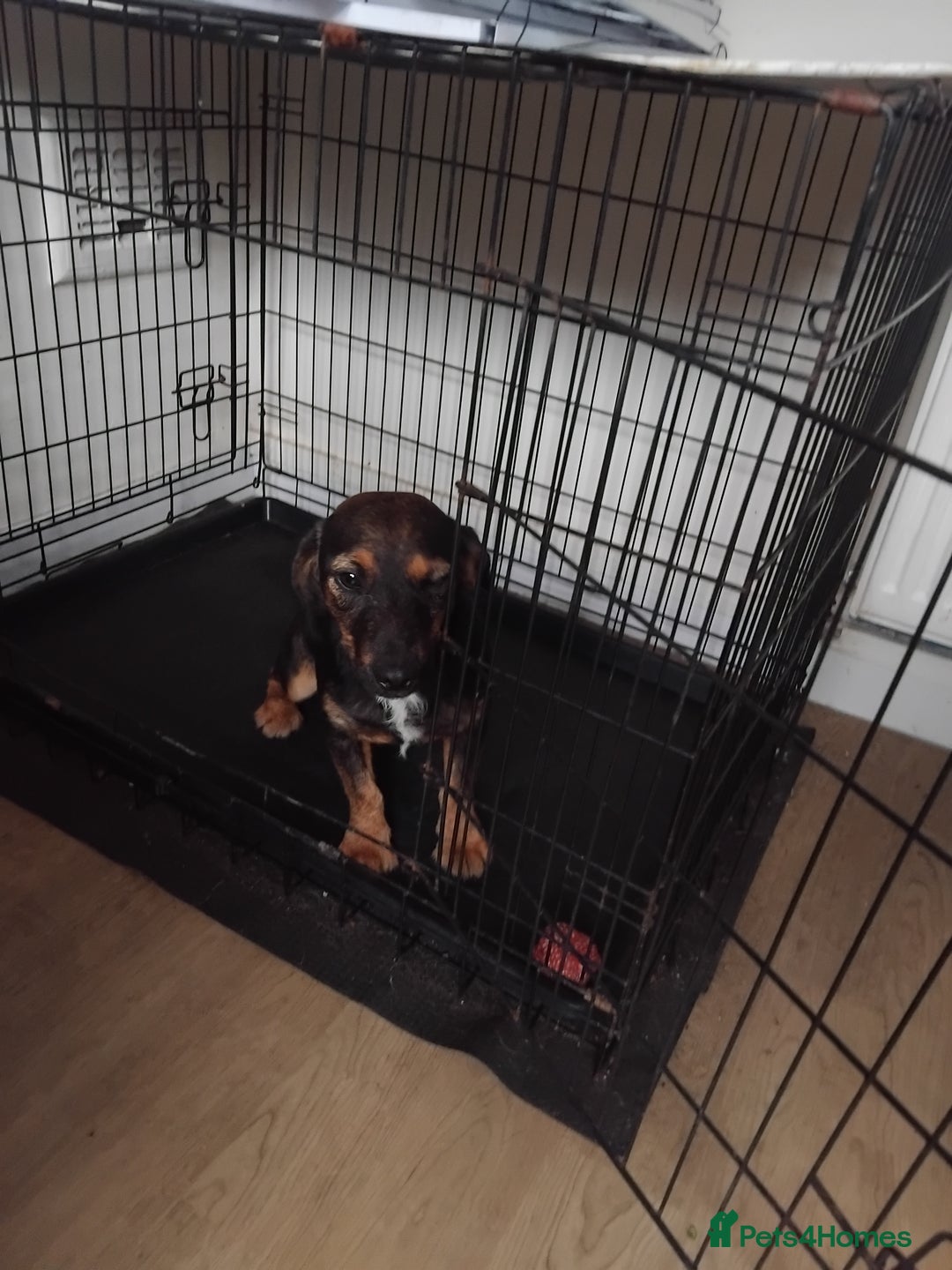 Jack Russell dogs for sale: Jack rusell - Advert 4