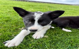 Border Collie dogs for sale: Border Collie Puppies - Image 3