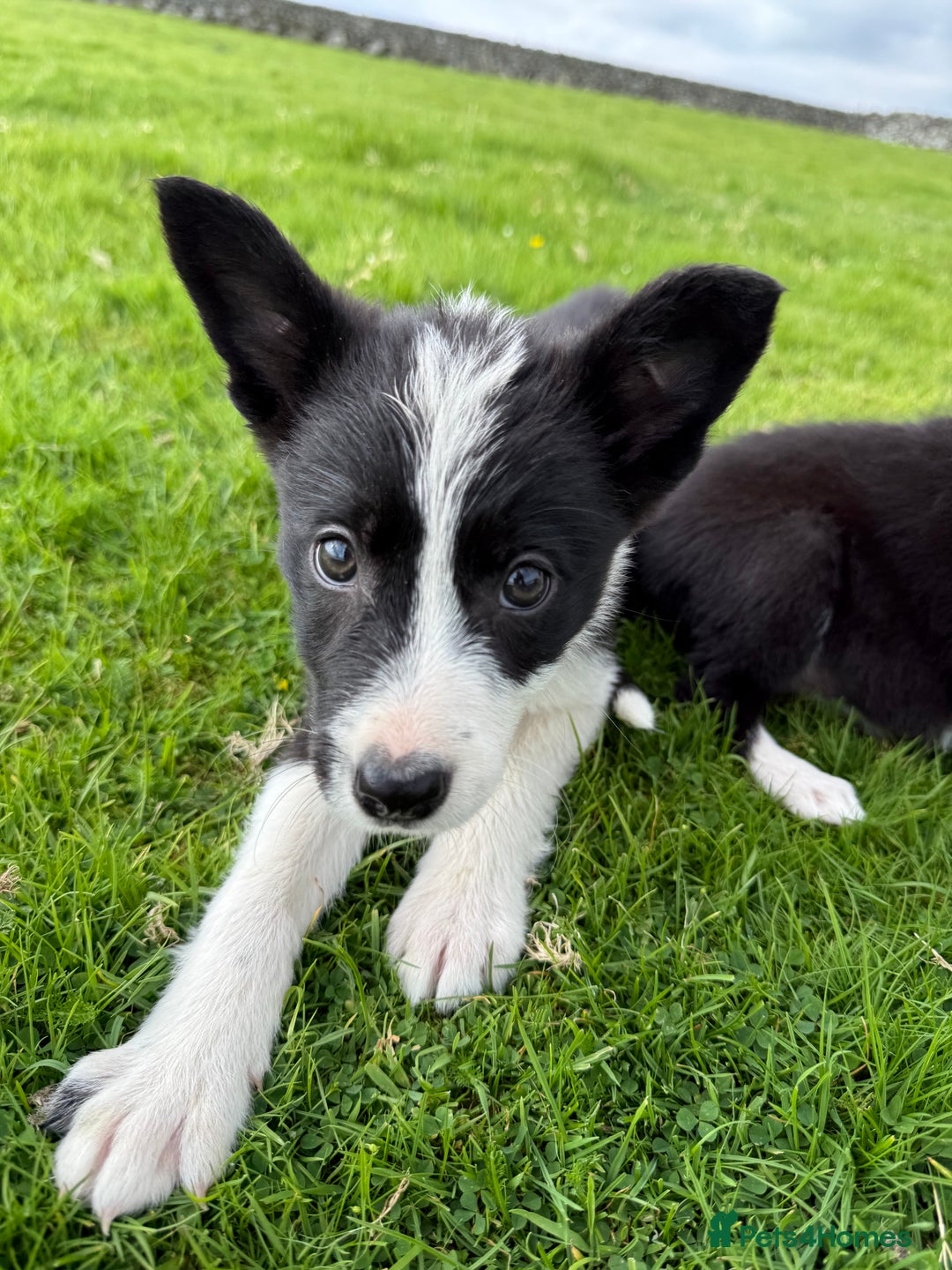 Border Collie dogs for sale: Border Collie Puppies - Image 3