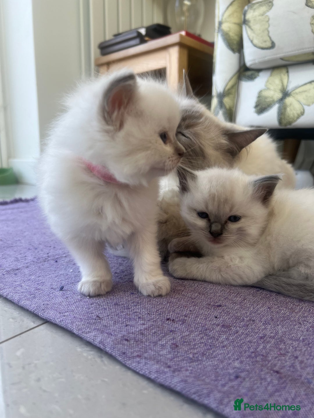 Ragdoll cats for sale: 3 beautiful purebred BLUE point RAGDOLL kittens  - Image 6