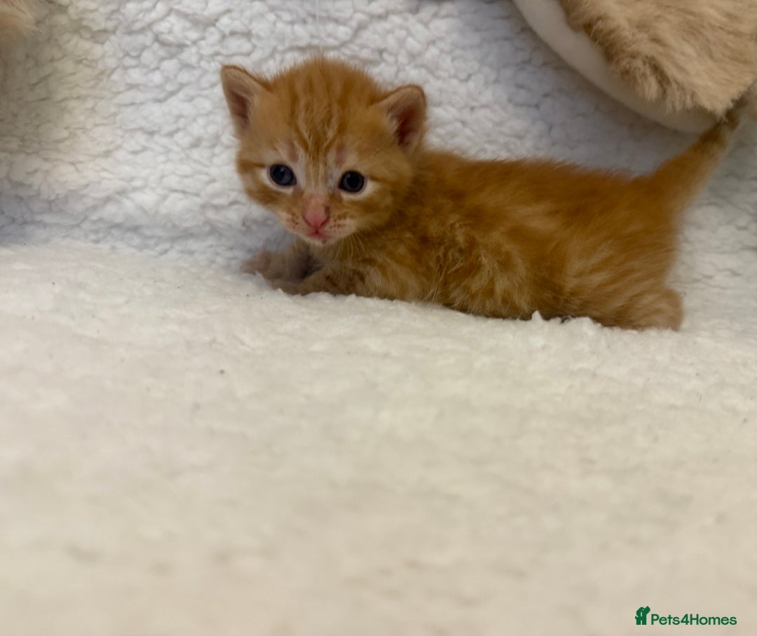 Mixed Breed cats for sale: Kittens  - Advert 5