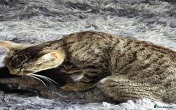 Bengal cats for sale: Bengal/tabby cat with kittens - Image 3