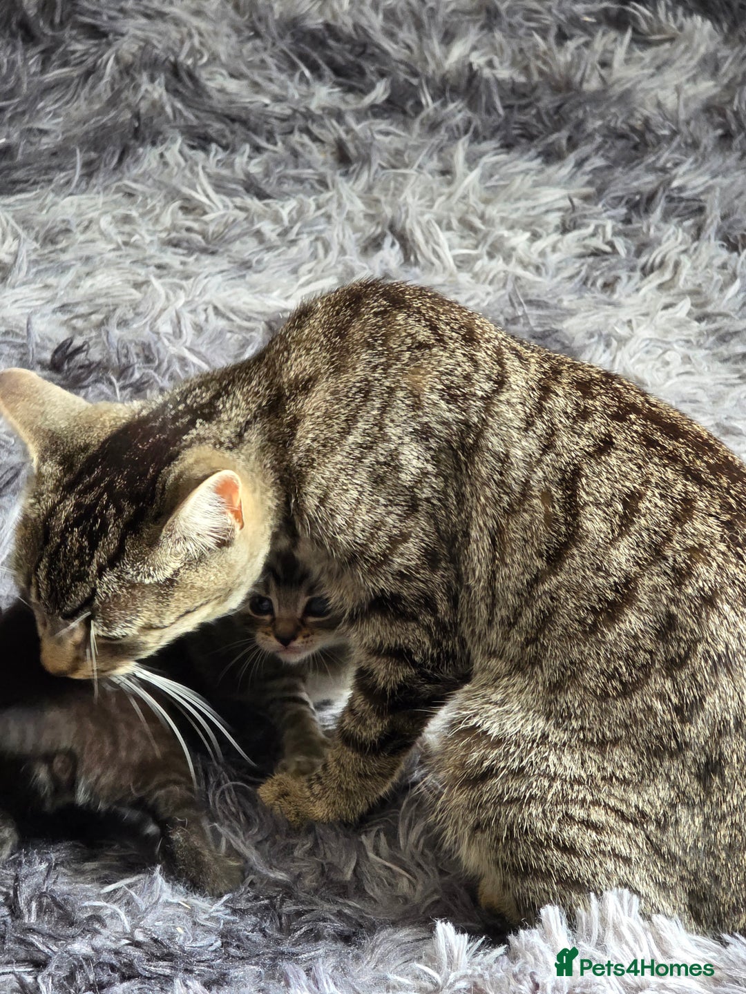 Bengal cats for sale: Bengal/tabby cat with kittens - Image 3