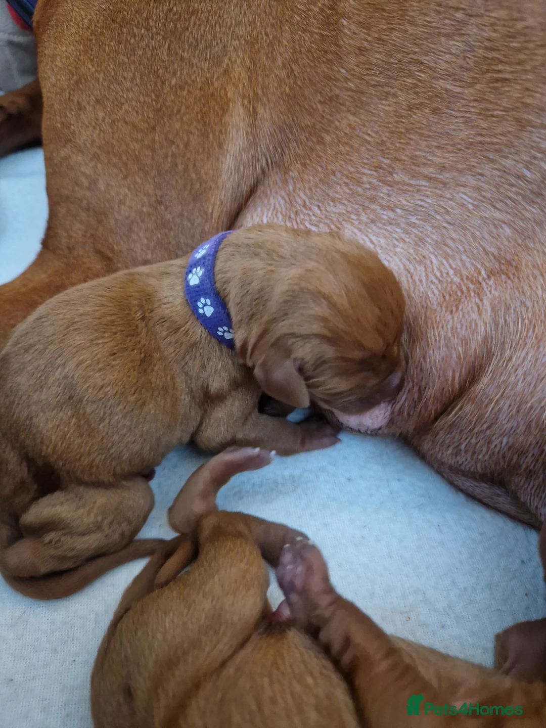 Hungarian Vizsla dogs for sale: Hungarian Russet Gold Vizsla Puppies.Non KC. - Advert 2