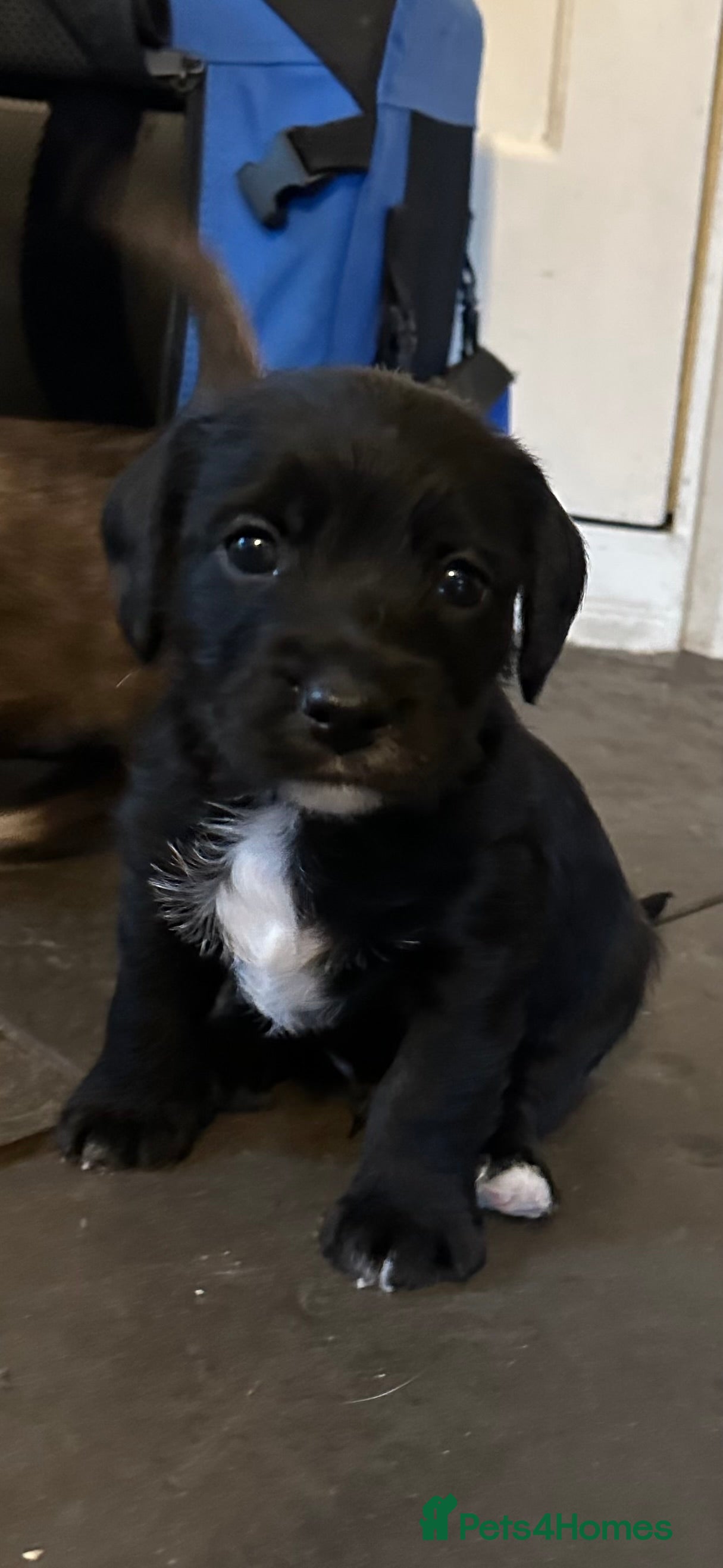 Mixed Breed dogs SpanielX x Jack Russell - Advert 1