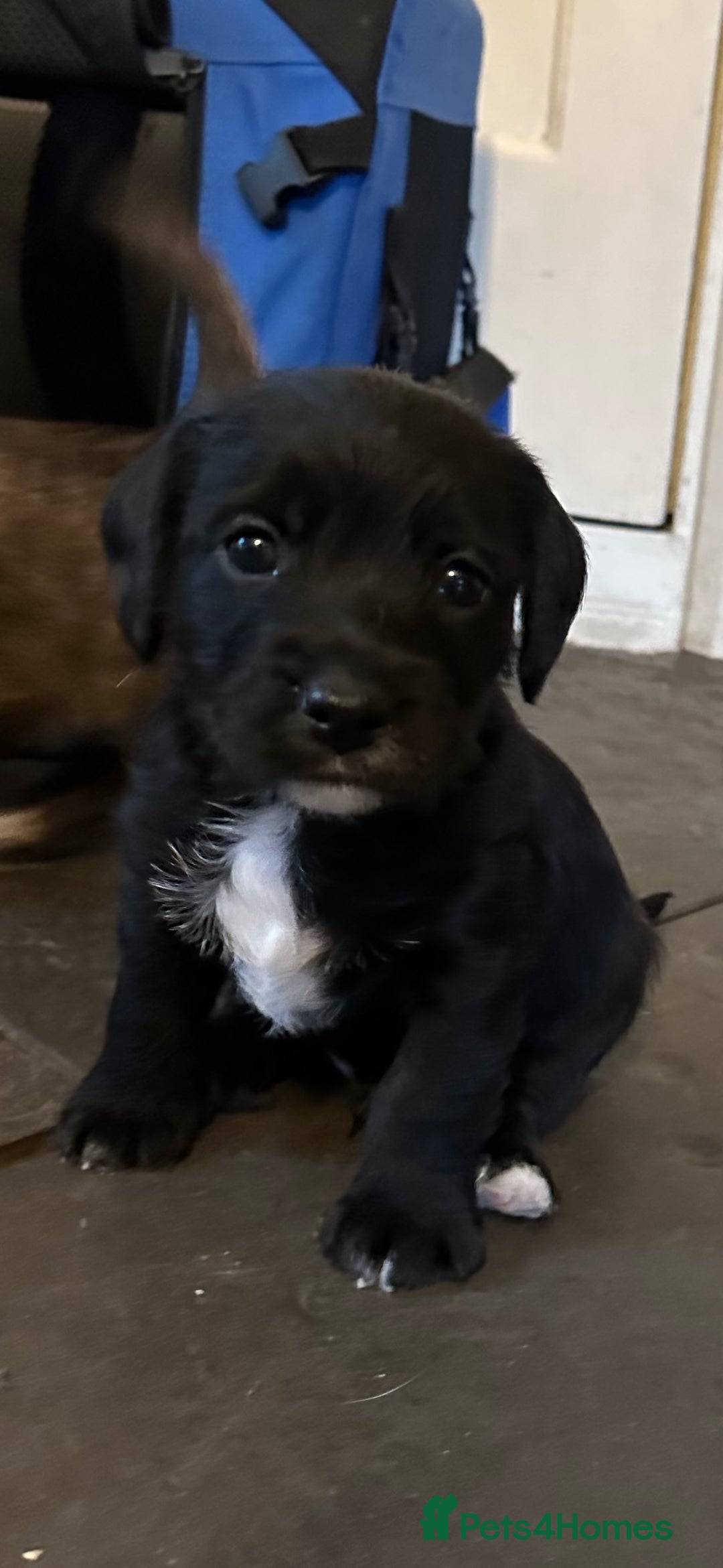 Mixed Breed dogs for sale: SpanielX x Jack Russell - Advert 1