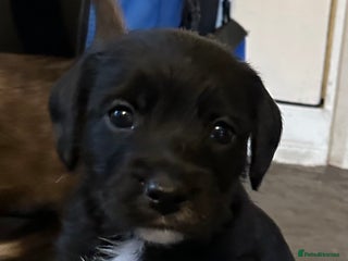 Mixed Breed dogs SpanielX x Jack Russell - Advert 1