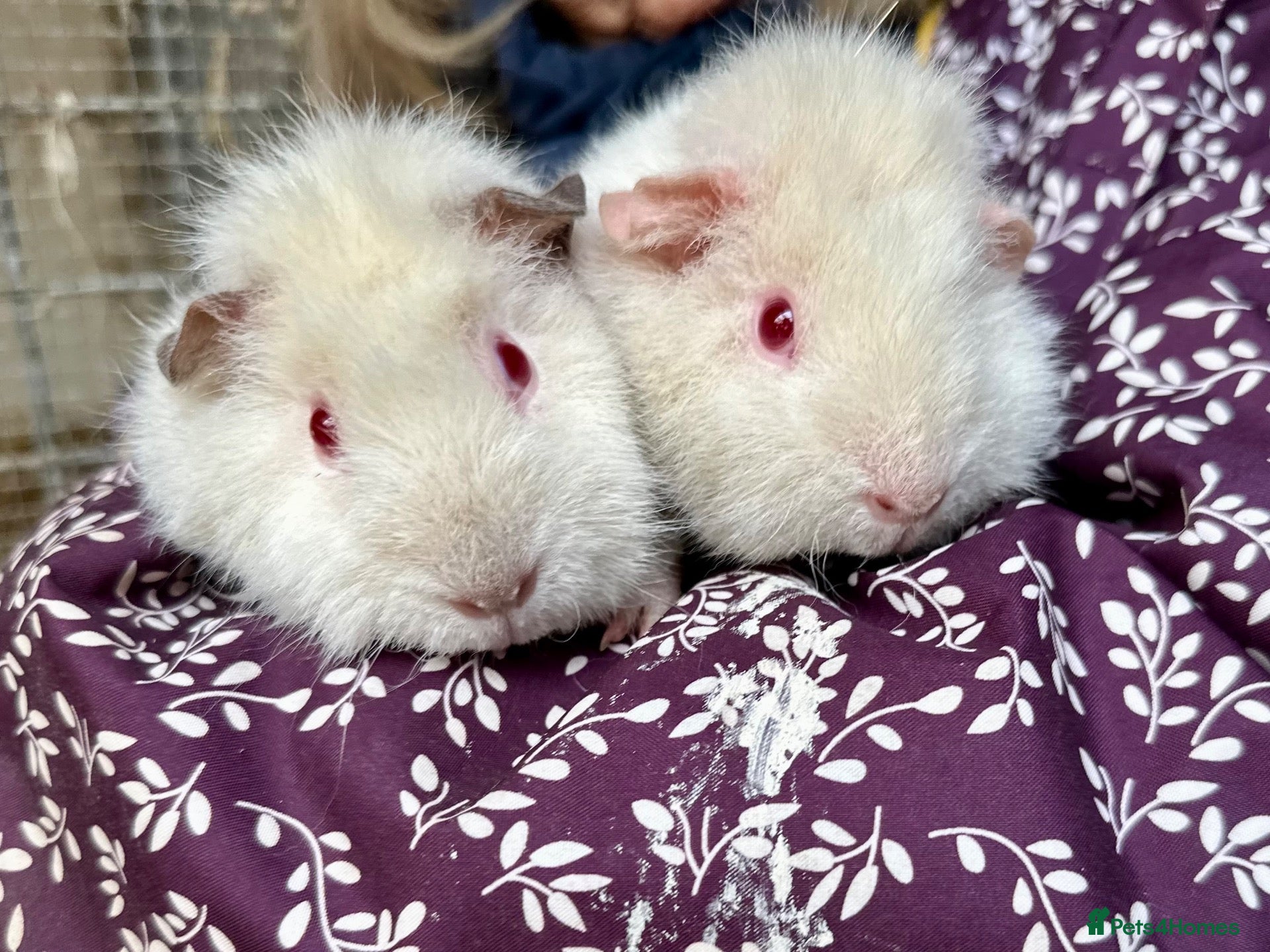 Guinea Pig rodents Young female guinea pigs 16 weeks - Advert 6