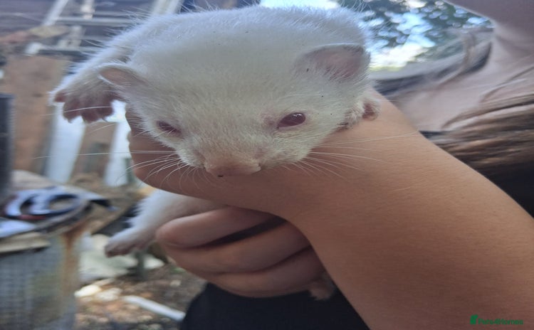 Ferret rodents - Advert 4