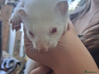 Ferret rodents - Advert 3