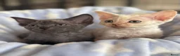 Devon Rex cats for sale: Fantastic Pedigree Devon Rex - Advert 5