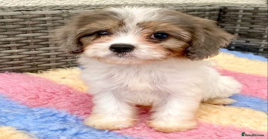 Cavapoo dogs - Advert 3