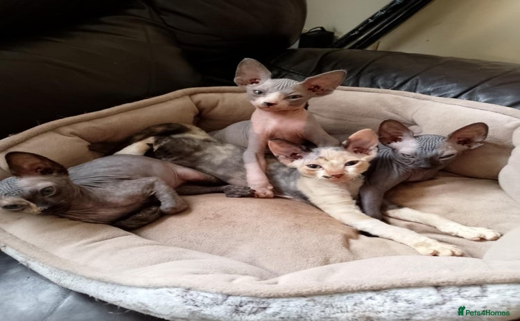 Sphynx cats - Advert 10