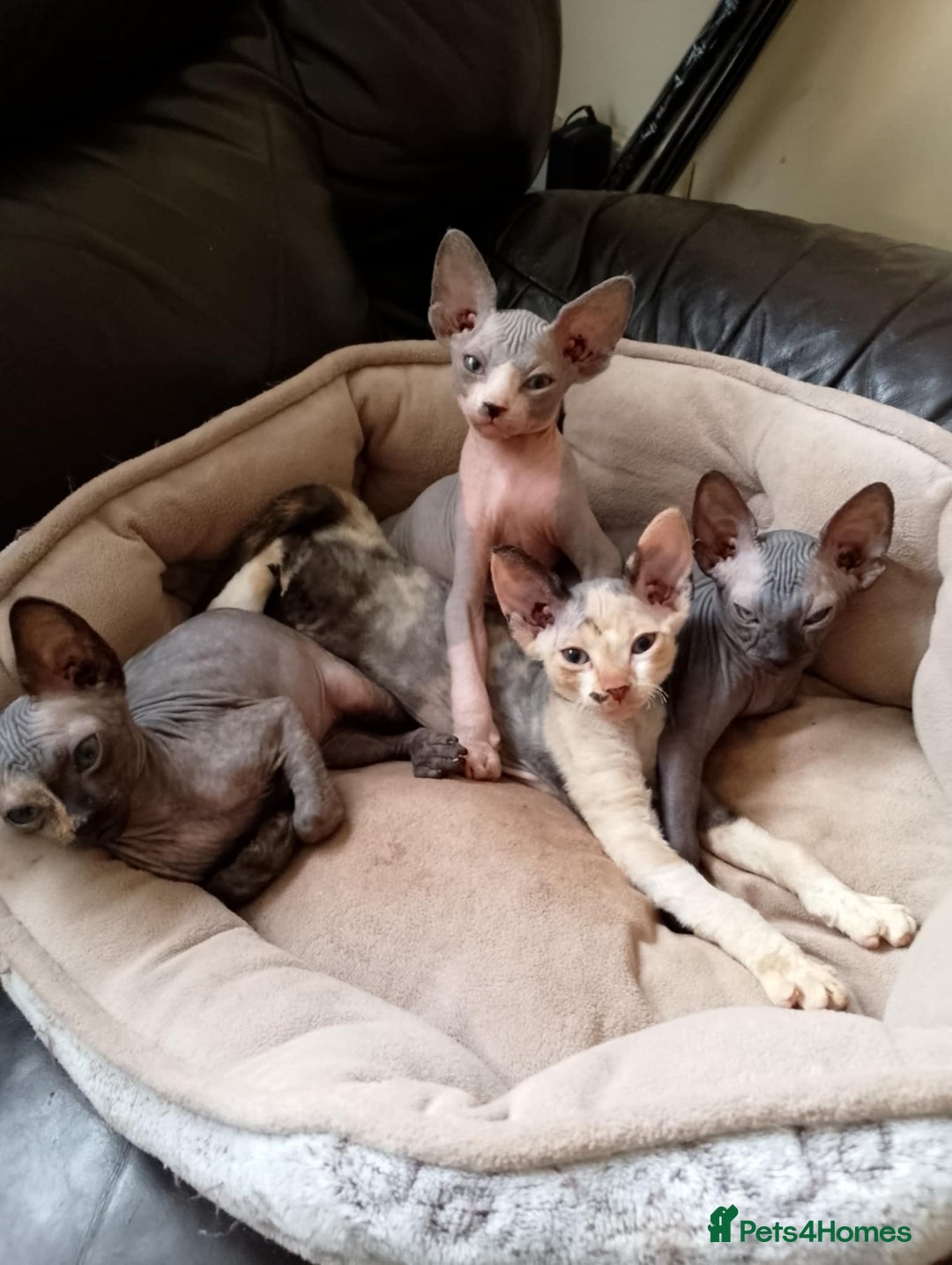 Sphynx cats for sale: 4 female canadian sphynx looking for home - Image 1