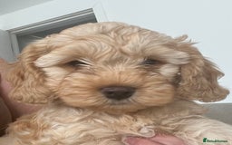Cockapoo dogs for sale: American cockapoos  - Image 4
