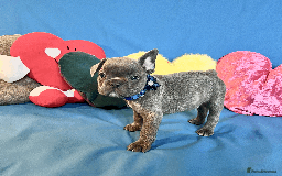 French Bulldog dogs for sale: Adorable Puppies Looking for a New Home! - Image 3