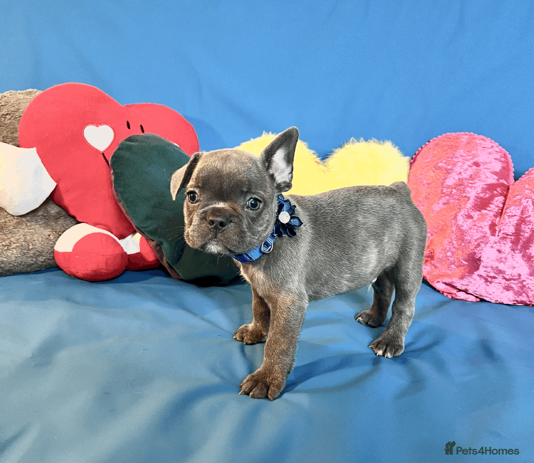 French Bulldog dogs for sale: Adorable Puppies Looking for a New Home! - Image 3
