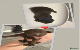 Cockapoo dogs for sale: READY  **  EVE COCKAPOO PUPS - Image 9