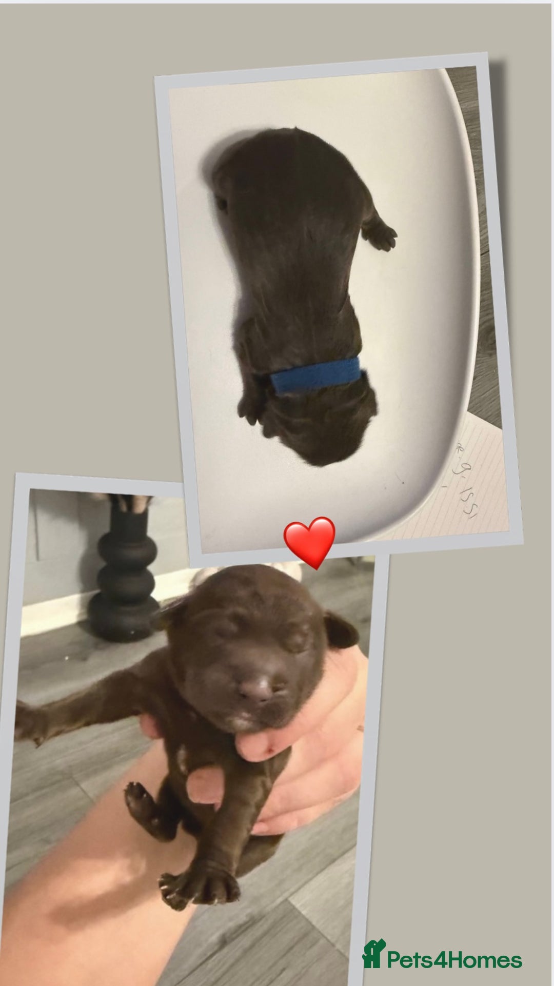 Cockapoo dogs for sale: READY  **  EVE COCKAPOO PUPS - Image 9