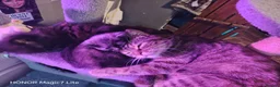 Mixed Breed cats for sale: 2 Beautiful 8 week old kittens for sale in Salisbury - Advert 1