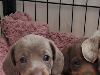 Miniature Dachshund dogs Stunning Miniature dachshund puppies - Advert 1