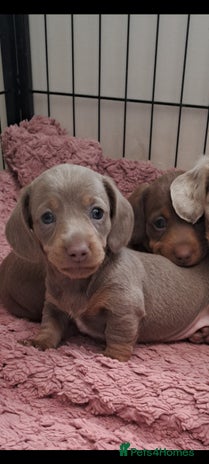 Miniature Dachshund dogs Stunning Miniature dachshund puppies - Advert 1