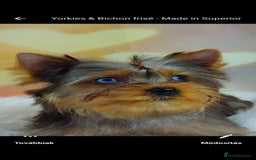 Yorkshire Terrier dogs for stud: Mini Yorkshire terrier for stud. - Image 2