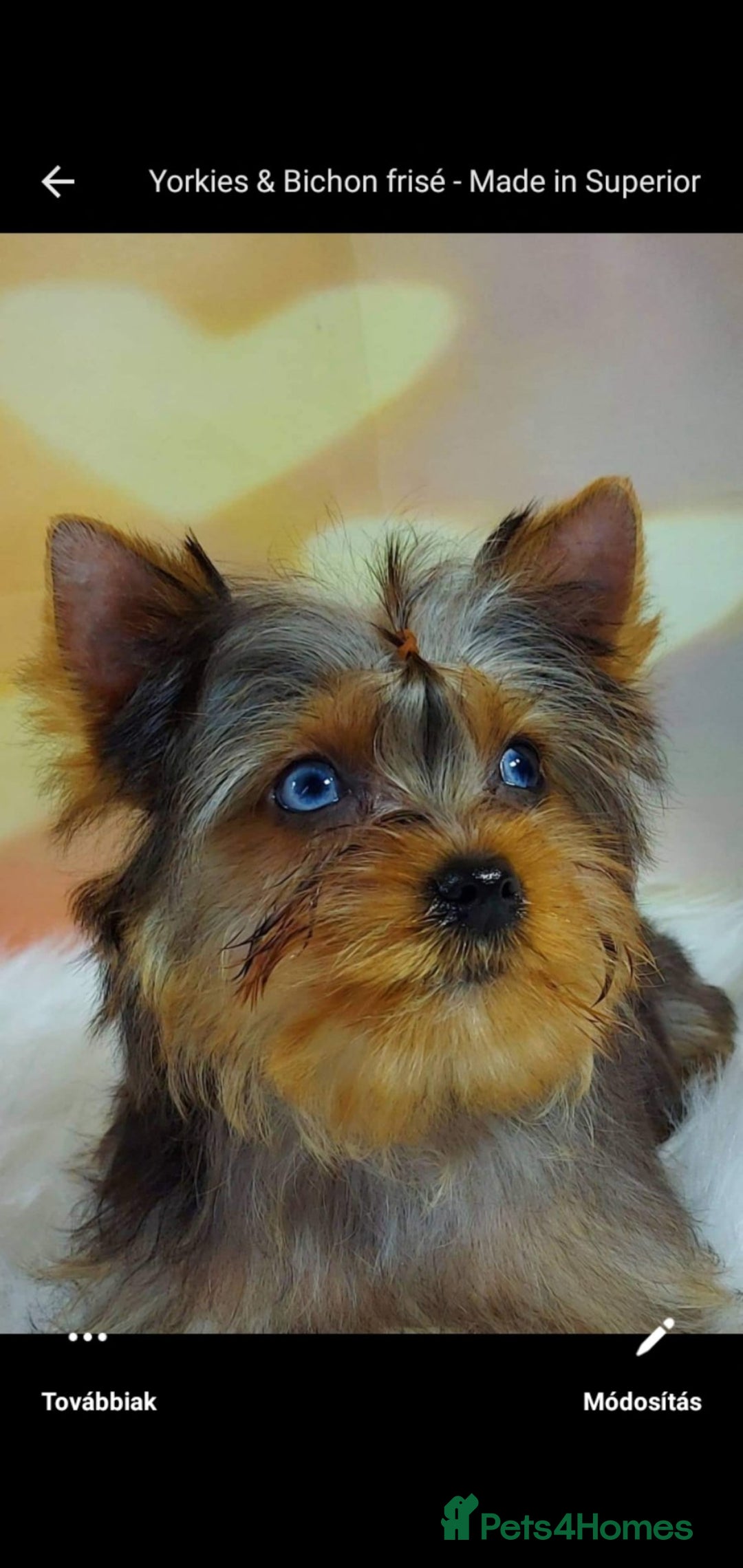 Yorkshire Terrier dogs for stud: Mini Yorkshire terrier for stud. - Image 2