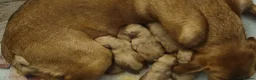 Labrador Retriever dogs for sale: Fox Red puppies kc reg working parents in Barnsley - Advert 5