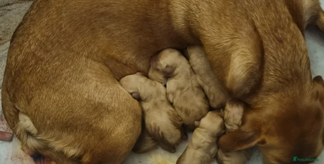 Labrador Retriever dogs for sale: Fox Red puppies kc reg working parents in Barnsley - Advert 5