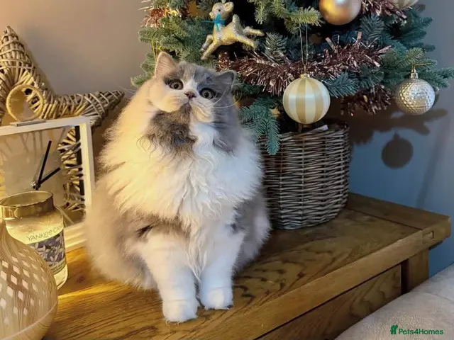 British Longhair cats for sale: GCCF British longhair female - Advert 2